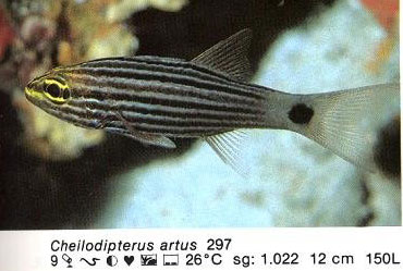 Cheilodipterus artus